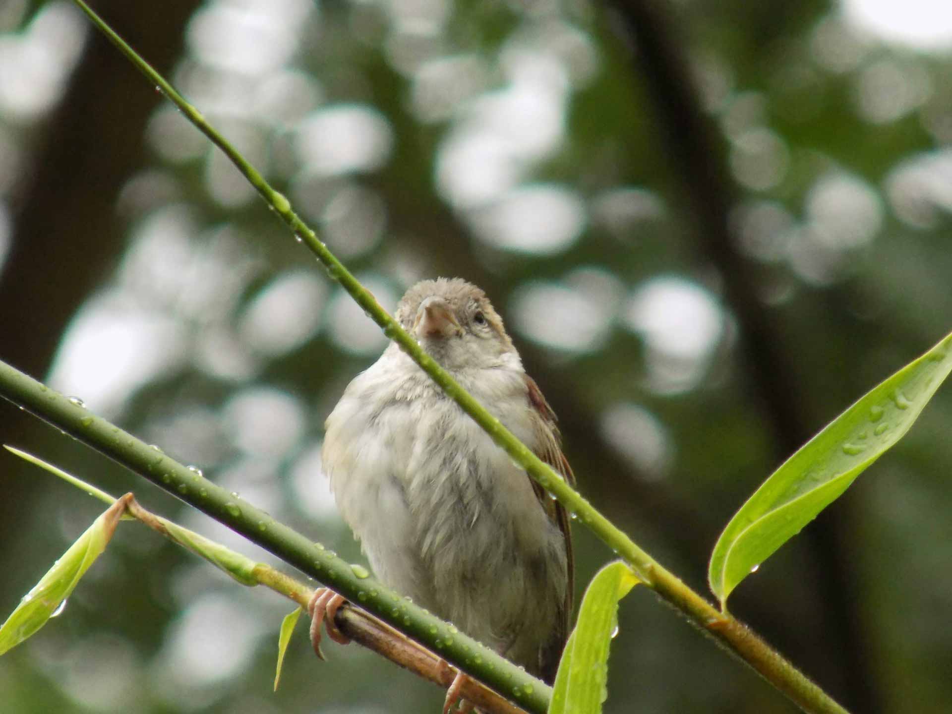 বাটুল