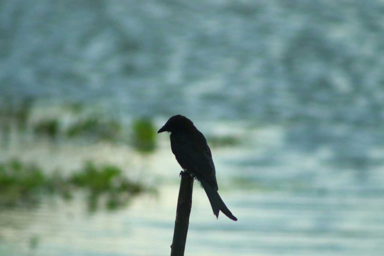 যদি মানুষ হয়ে না পারি